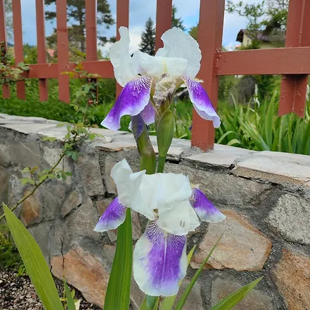 Konukevi The Bird Bosnek