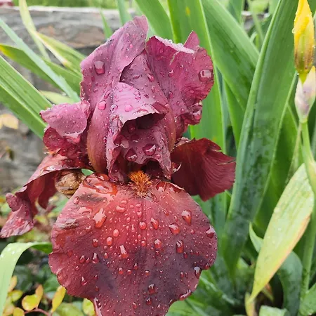 The Bird Maison d'hôtes *