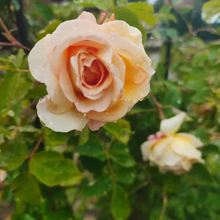 Casa de hóspedes The Bird