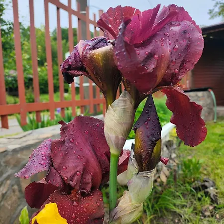 The Bird Konukevi Bosnek