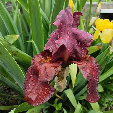 The Bird Pensionat