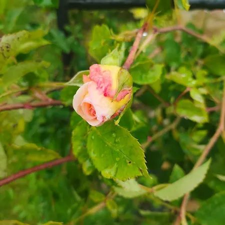 Maison d'hôtes The Bird