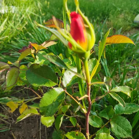 Casa de hóspedes The Bird Bosnek