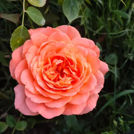 Maison d'hôtes The Bird *