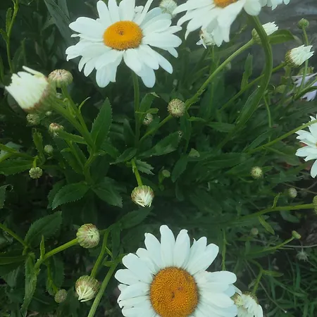 Maison d'hôtes The Bird *