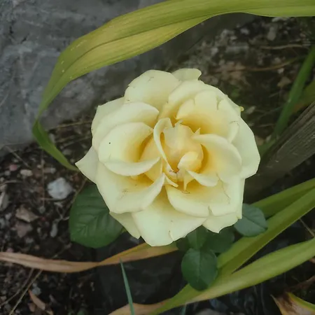 The Bird Maison d'hôtes *