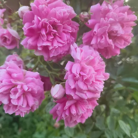 Maison d'hôtes The Bird *