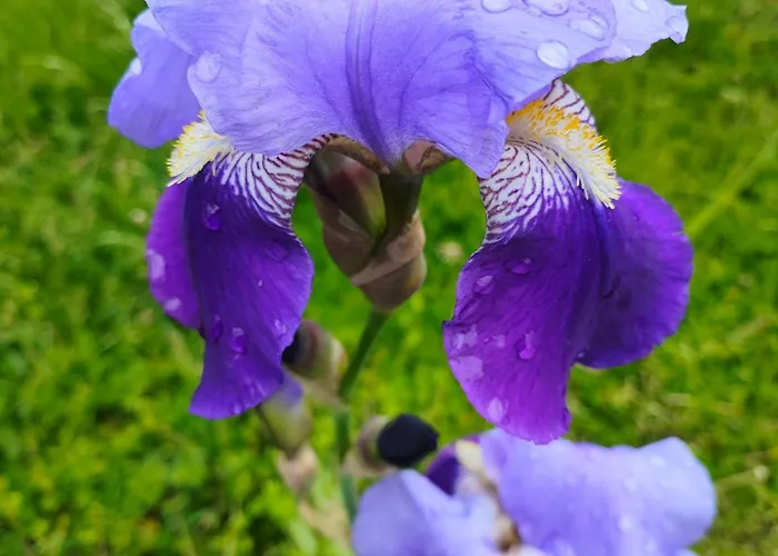 Къща за гости The Bird *