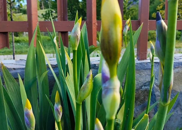 Къща за гости The Bird *