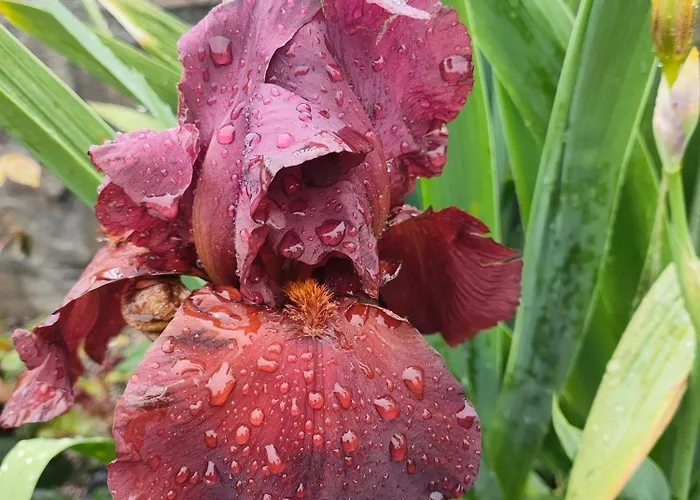 The Bird Къща за гости *