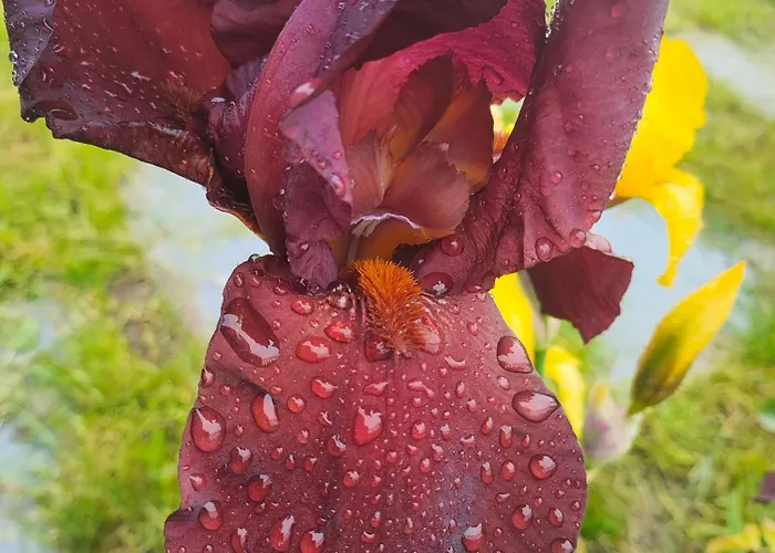 The Bird Боснек