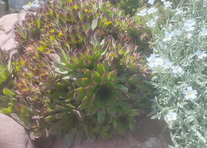 The Bird Къща за гости *