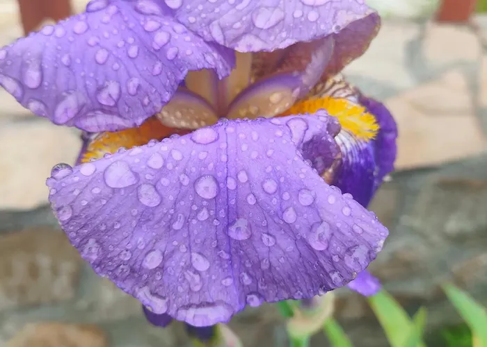 The Bird * Боснек