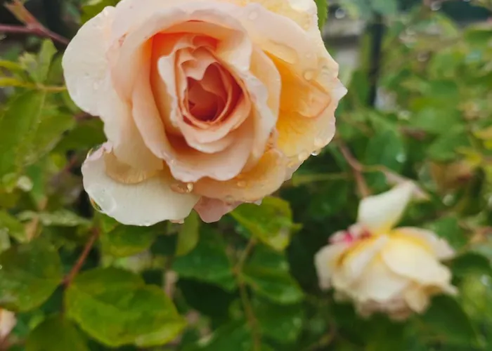 Къща за гости The Bird