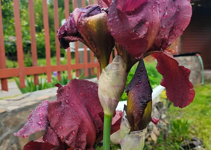 The Bird Къща за гости Боснек