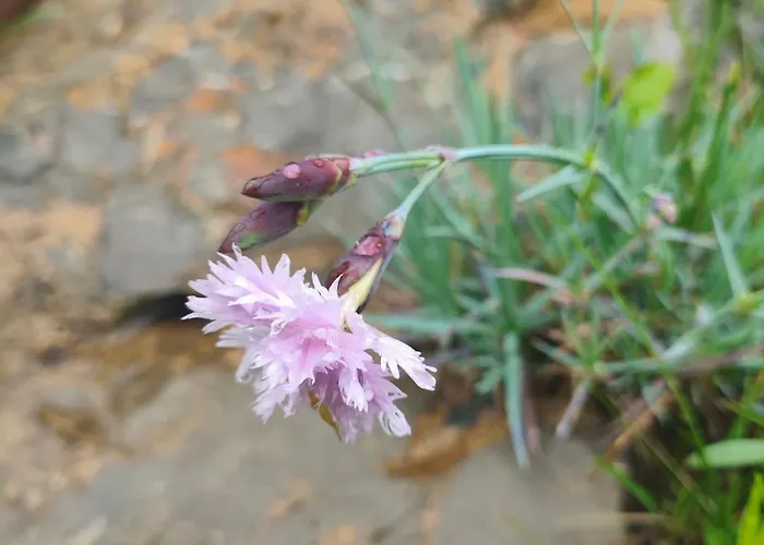 The Bird Боснек