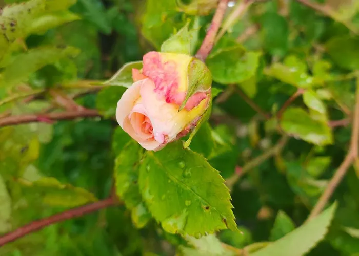 Къща за гости The Bird