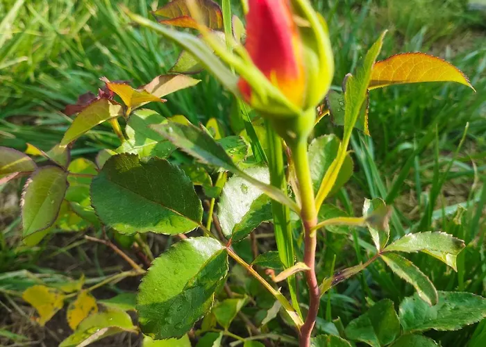 Къща за гости The Bird Боснек