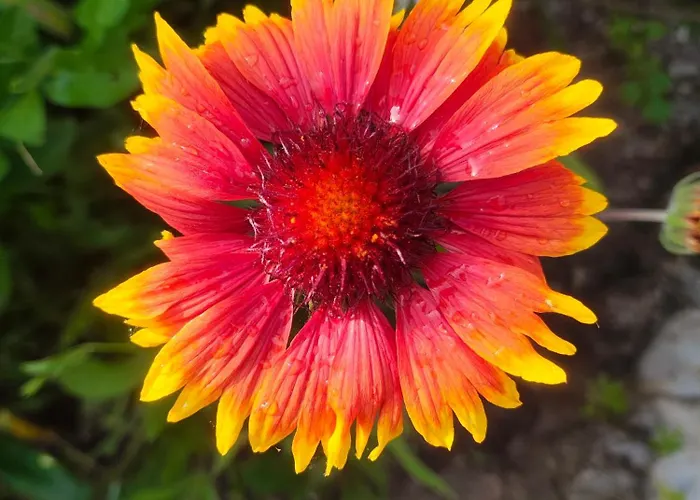 The Bird * Боснек