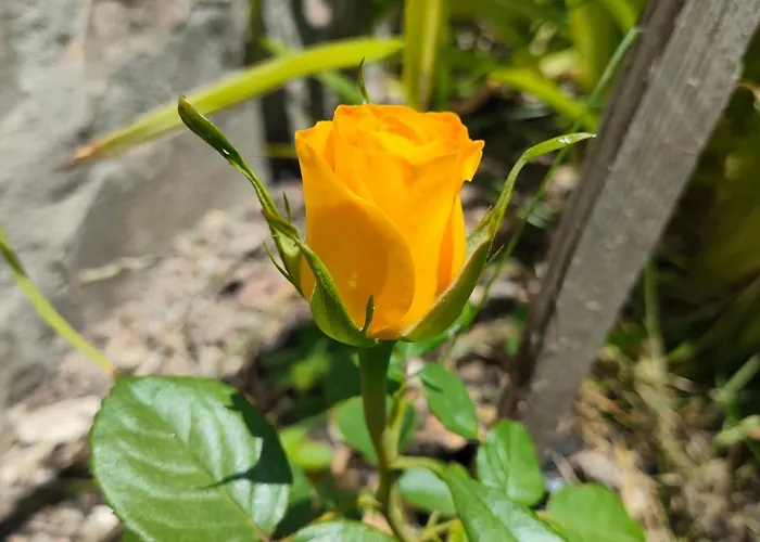 The Bird Боснек