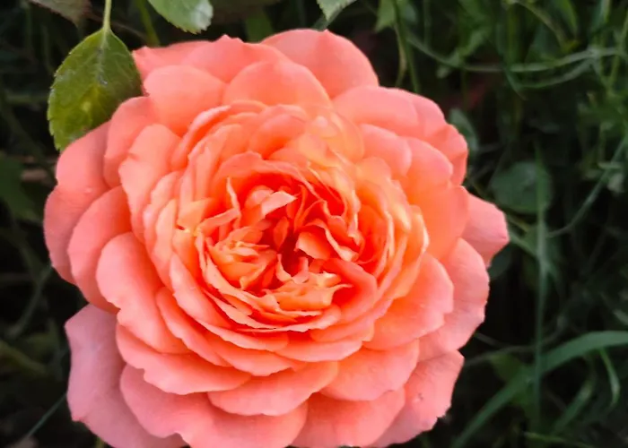 Къща за гости The Bird *