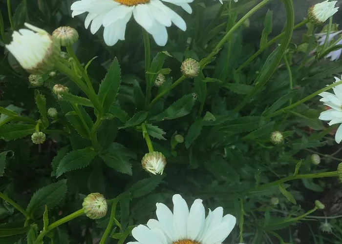 Къща за гости The Bird *