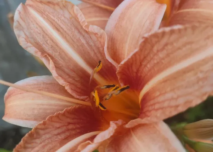 The Bird Боснек