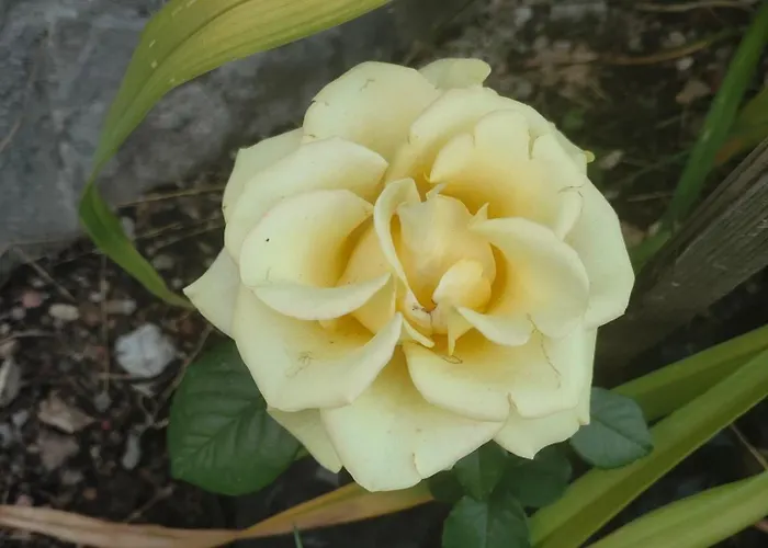 The Bird Къща за гости *