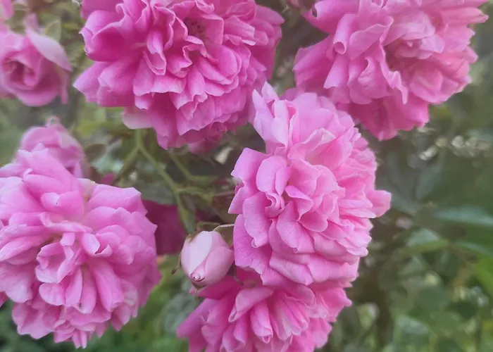 Къща за гости The Bird *