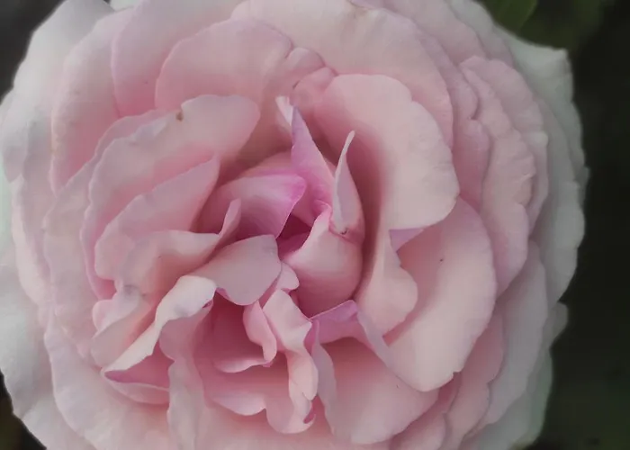 The Bird Боснек