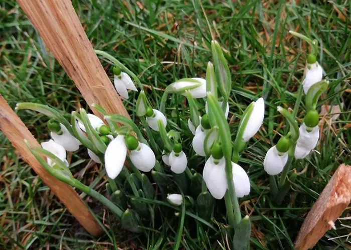 Къща за гости The Bird Боснек